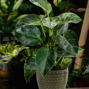 Plant Pots, Flower Pots, Planters for Indoor Plants(6.5+5.5inch), Flower Pots for Indoor Plant with Drainage Hole and Saucer, Ceramic Pots for Plants with Hole Mesh Pad,Reactive Glaze Green